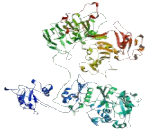 Nucleoporin 155 (NUP155)