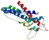 Olfactory Receptor 5I1 (OR5I1)