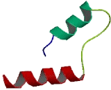 Olfactory Receptor 7D4 (OR7D4)