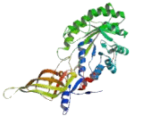 Ornithine Decarboxylase (ODC)