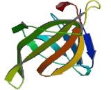 Osteosarcoma Amplified 9 (OS9)