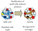 Oxidized Low Density Lipoprotein (OxLDL)