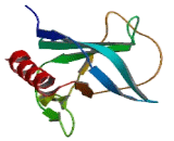 Oxysterol Binding Protein Like Protein 8 (OSBPL8)