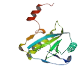 Peptidoglycan Recognition Protein 3 (PGLYRP3)