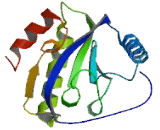 Peptidoglycan Recognition Protein 4 (PGLYRP4)