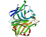 Peptidylglycine Alpha Amidating Monooxygenase (PAM)