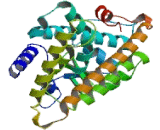 Peroxisome Proliferator Activated Receptor Delta (PPARd)