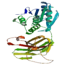 Phosphatase And Tensin Homolog (PTEN)