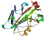 Phosphatidylethanolamine Binding Protein 1 (PEBP1)