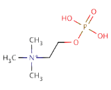 Phosphorylcholine (PC)