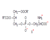 Phosphatidylthreonine (PT)