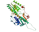 Phosphofructokinase, Muscle (PFKM)