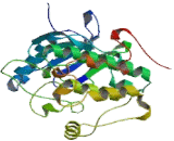 Phosphoinositide Dependent Protein Kinase 1 (PDPK1)