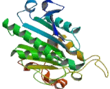 Phospholipase A1 (PLA1)