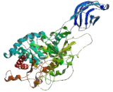 Cytosolic Phospholipase A2 (PLA2G4)