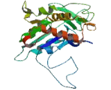 Phospholipase B (PLB)