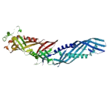 Phospholipid Transfer Protein (PLTP)