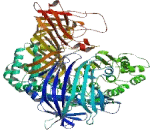 Phosvitin (PV)