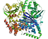 Pitrilysin Metalloproteinase 1 (MP1)