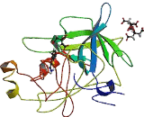 Plasminogen Activator, Urokinase (uPA)