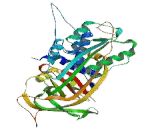 Plasminogen Activator Inhibitor 2 (PAI2)