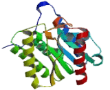 Platelet Activating Factor Acetylhydrolase Ib3 (PAFAH1B3)