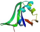 Poly A Binding Protein Cytoplasmic 1 Like Protein (PABPC1L)