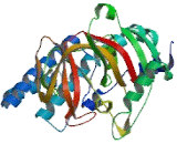 Poly ADP Ribose Polymerase 4 (PARP4)