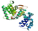 Polymerase DNA Directed Beta (POLb)