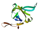 Potassium Inwardly Rectifying Channel Subfamily J, Member 10 (KCNJ10)