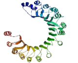 Preferentially Expressed Antigen Of Melanoma Family Member 23 (PRAMEF23)