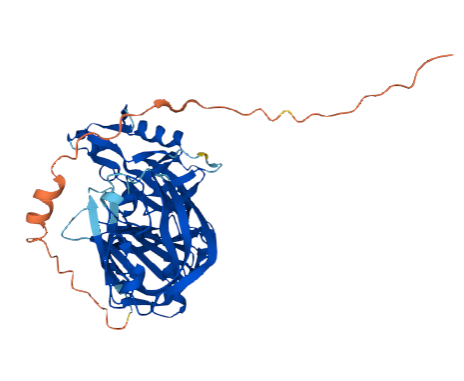 Pregnancy-associated glycoprotein 1 (PAG1)