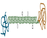 Procollagen III (PCIII)