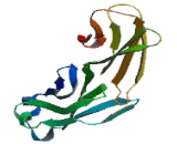 Programmed Cell Death Protein 1 Ligand 2 (PDL2)