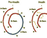 Proinsulin (PI)