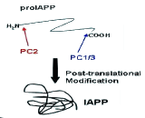 Proislet Amyloid Polypeptide (ProIAPP)