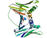 Proliferating Cell Nuclear Antigen (PCNA)