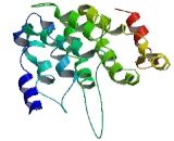 Proline Rich Protein 20B (PRR20B)