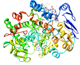 Cyclooxygenase 1 (COX-1)