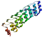 Proteasome 26S Subunit, Non ATPase 10 (PSMD10)