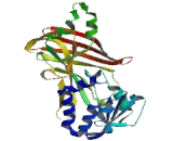 Protein Arginine Methyltransferase 1 (PRMT1)