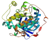 Protein Kinase C Beta 1 (PKCb1)