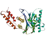 Protein Phosphatase, Mg2+/Mn2+ Dependent 1A (PPM1A)