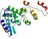 Protein Tyrosine Phosphatase Like Protein A (PTPLA)