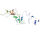 Purinergic Receptor P2X, Ligand Gated Ion Channel 4 (P2RX4)