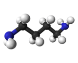 Putrescine (PT)