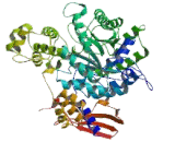 Pyruvate Carboxylase (PC)