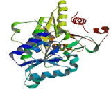 Pyruvate Dehydrogenase Beta (PDHb)