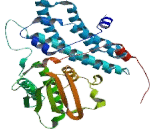 Pyruvate Dehydrogenase Kinase Isozyme 1 (PDK1)