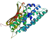 Pyruvate Dehydrogenase Kinase Isozyme 2 (PDK2)